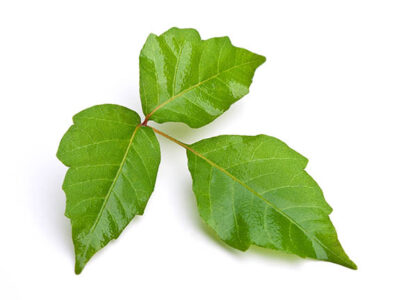 Country Lore: Poison Ivy Prevention Image